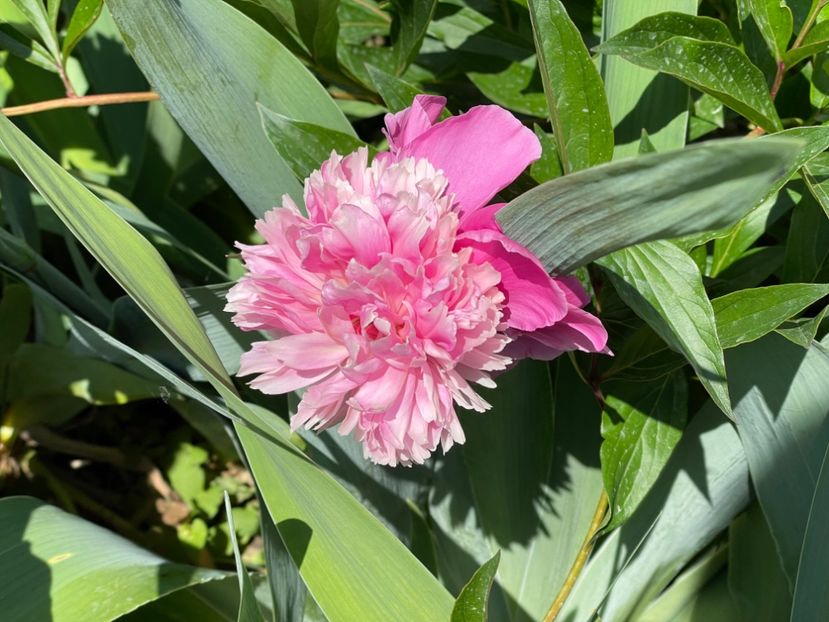  - 002 Grădina 2024 1