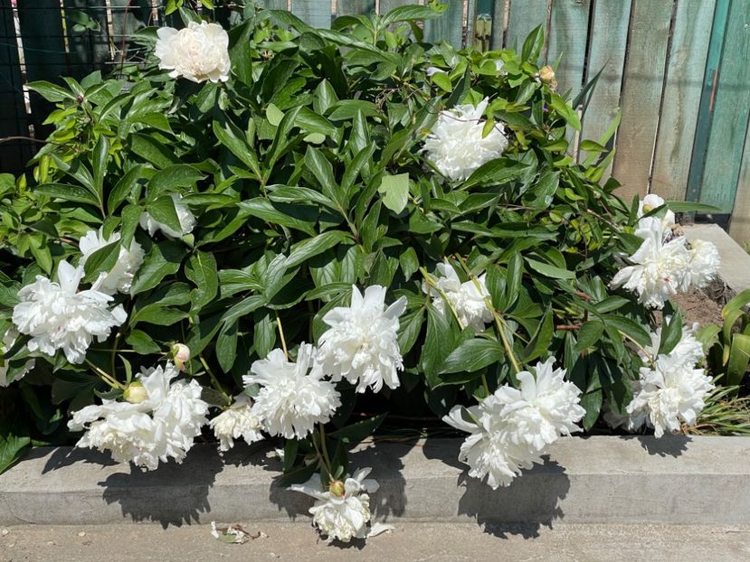  - 002 Grădina 2024 1