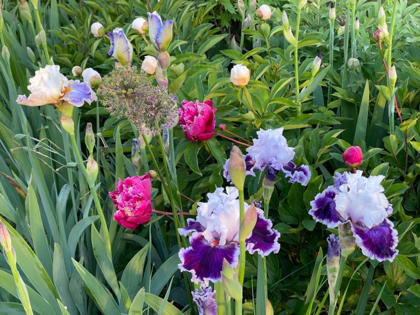  - 002 Grădina 2024 1