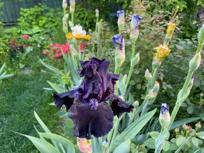  - 002 Grădina 2024 1