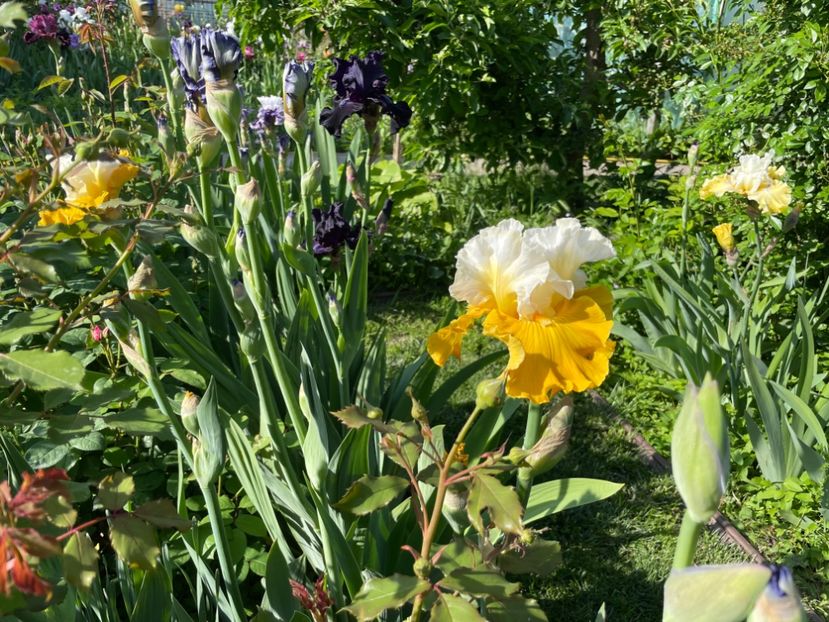  - 002 Grădina 2024 1