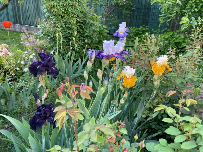  - 002 Grădina 2024 1