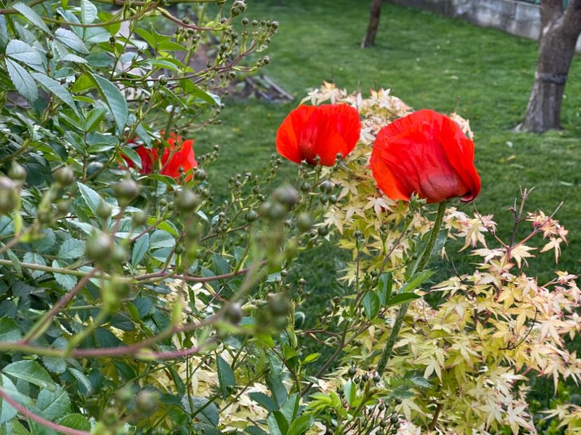  - 002 Grădina 2024 1