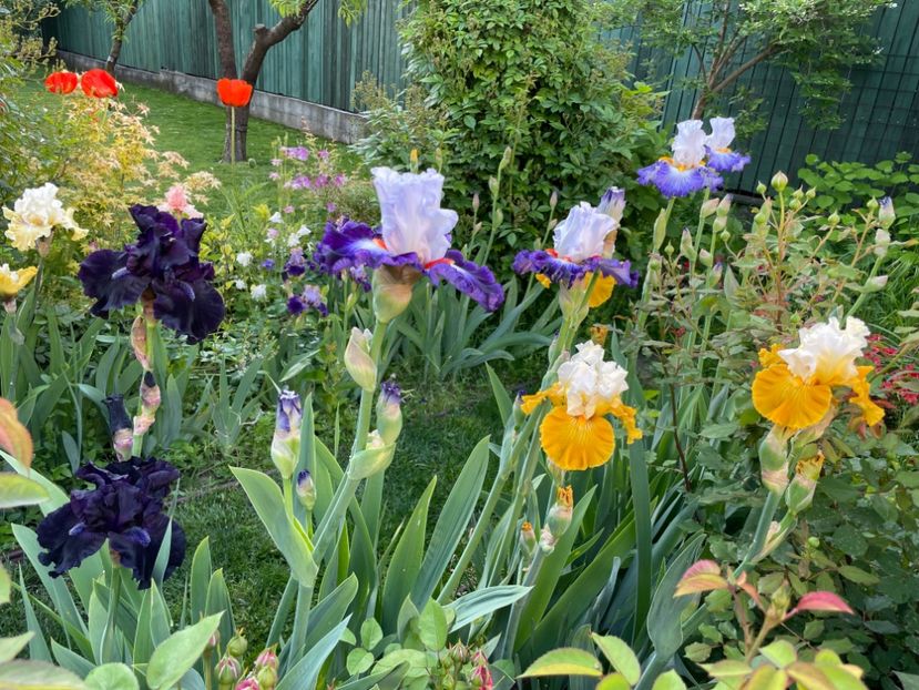  - 002 Grădina 2024 1