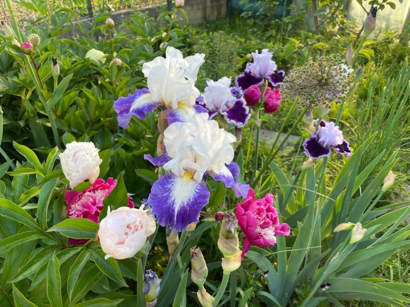  - 002 Grădina 2024 1