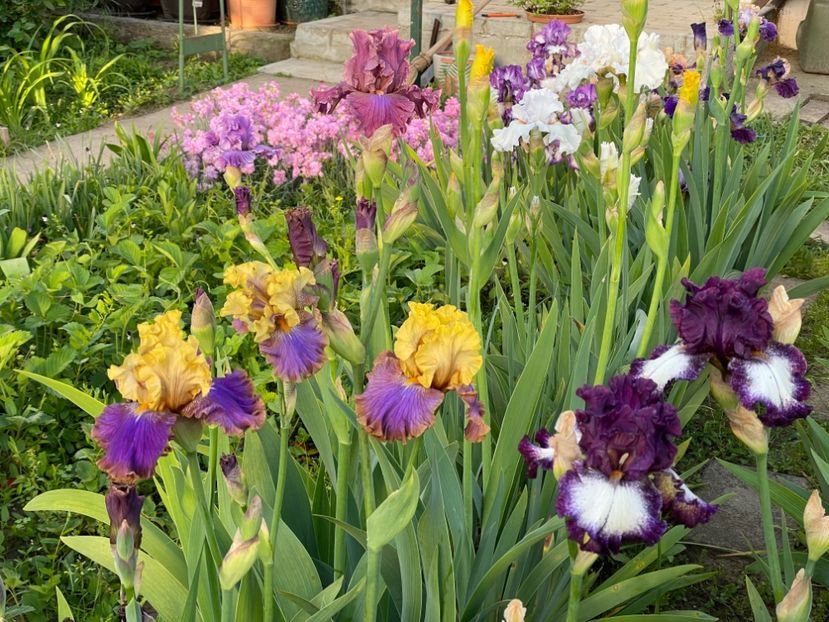  - 002 Grădina 2024 1