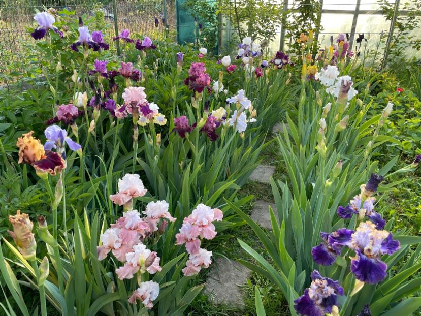  - 002 Grădina 2024 1