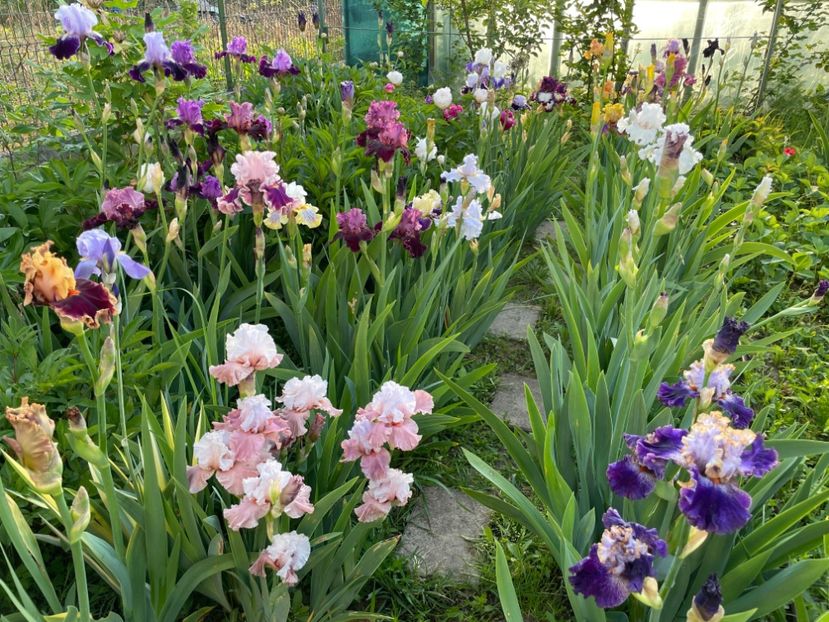  - 002 Grădina 2024 1