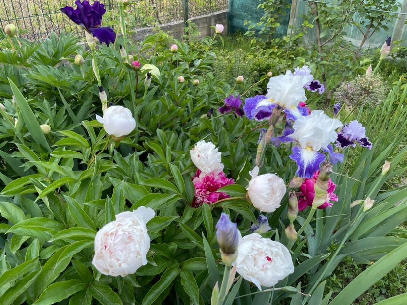  - 002 Grădina 2024 1