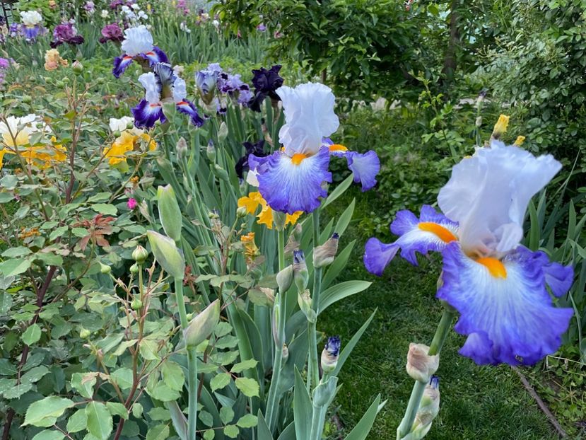  - 002 Grădina 2024 1