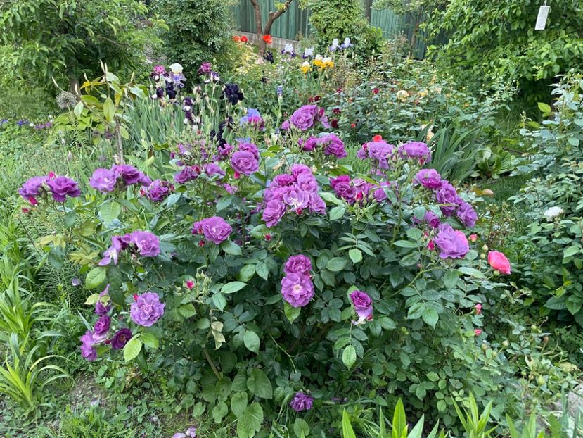  - 002 Grădina 2024 1