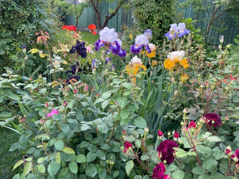  - 002 Grădina 2024 1