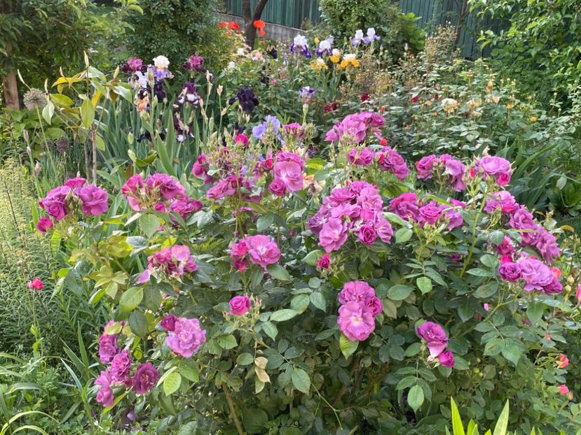  - 002 Grădina 2024 1