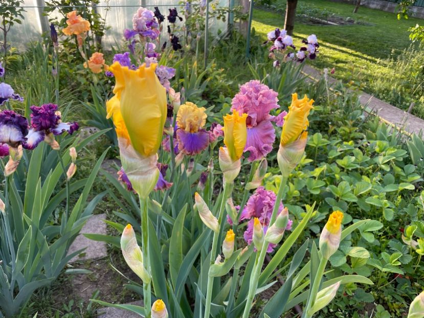  - 002 Grădina 2024 1