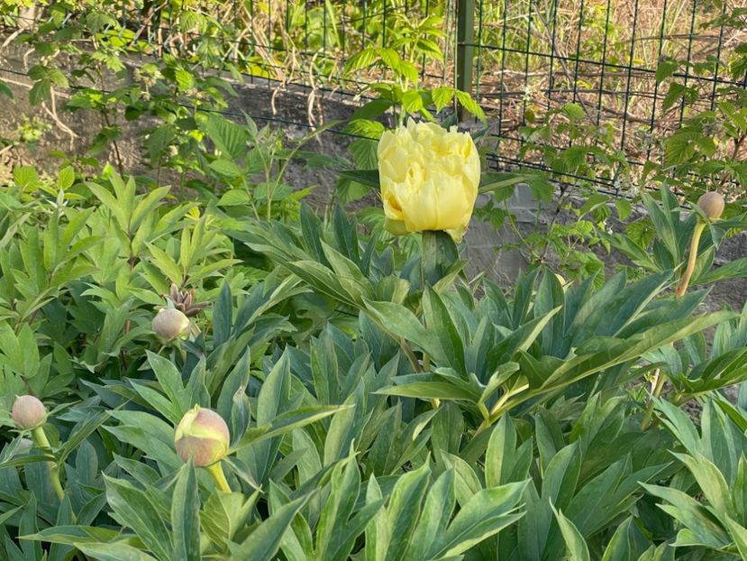  - 002 Grădina 2024 1