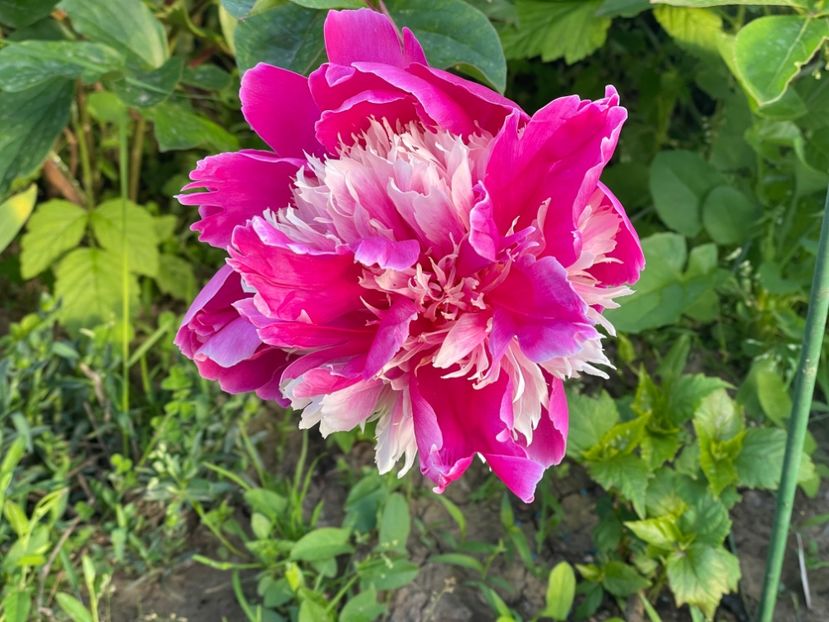  - 002 Grădina 2024 1