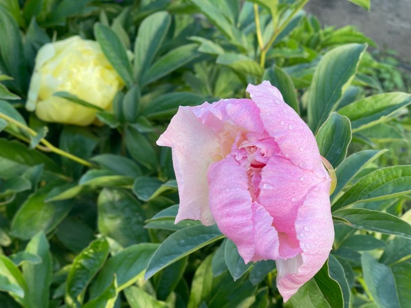  - 002 Grădina 2024 1