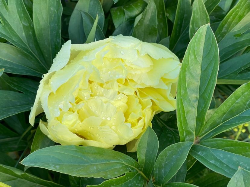  - 002 Grădina 2024 1