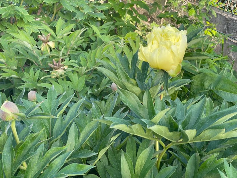  - 002 Grădina 2024 1