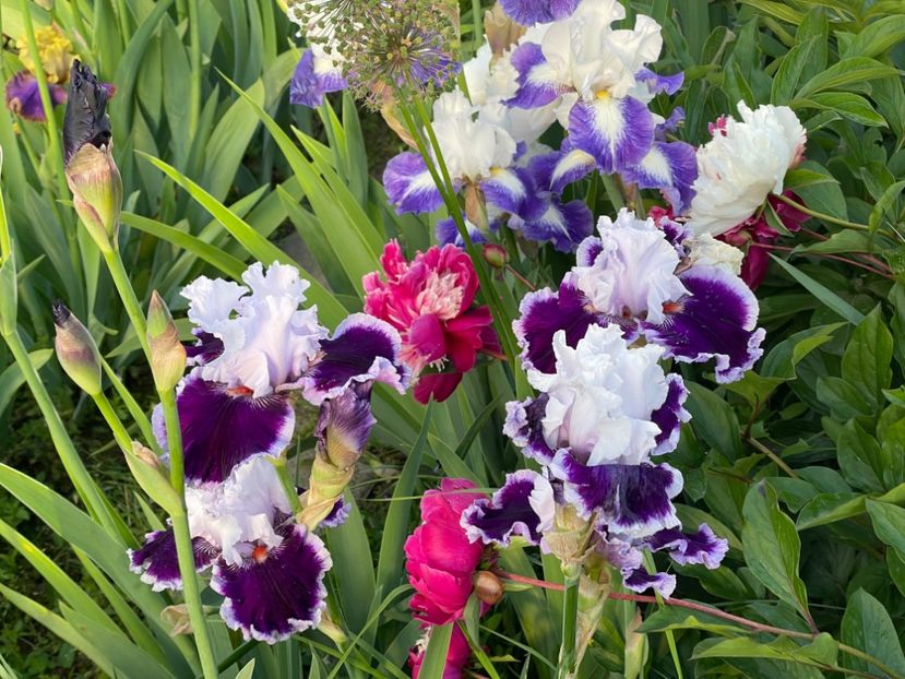  - 002 Grădina 2024 1