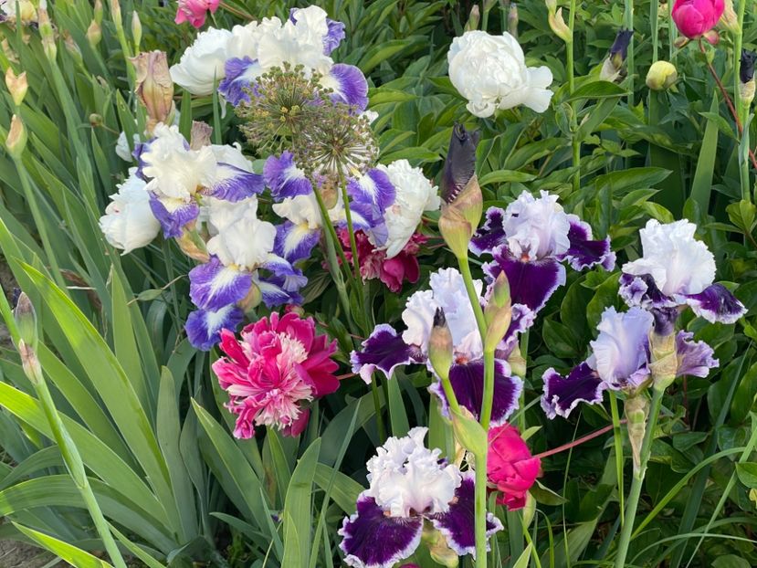  - 002 Grădina 2024 1