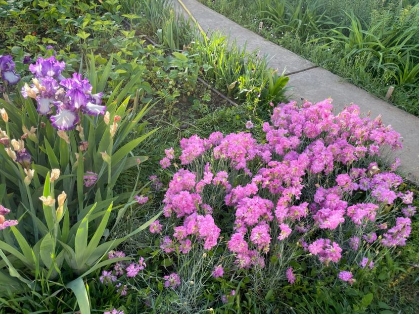  - 002 Grădina 2024 1