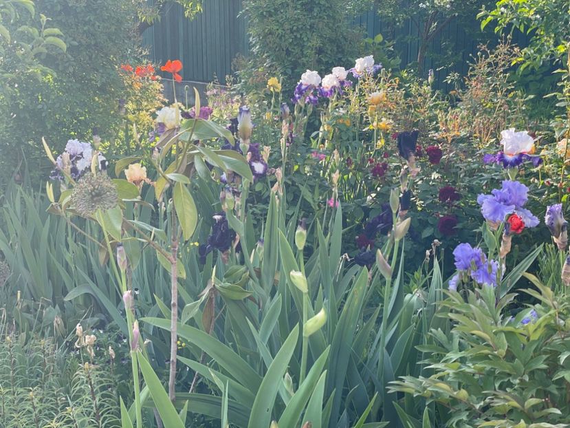  - 002 Grădina 2024 1