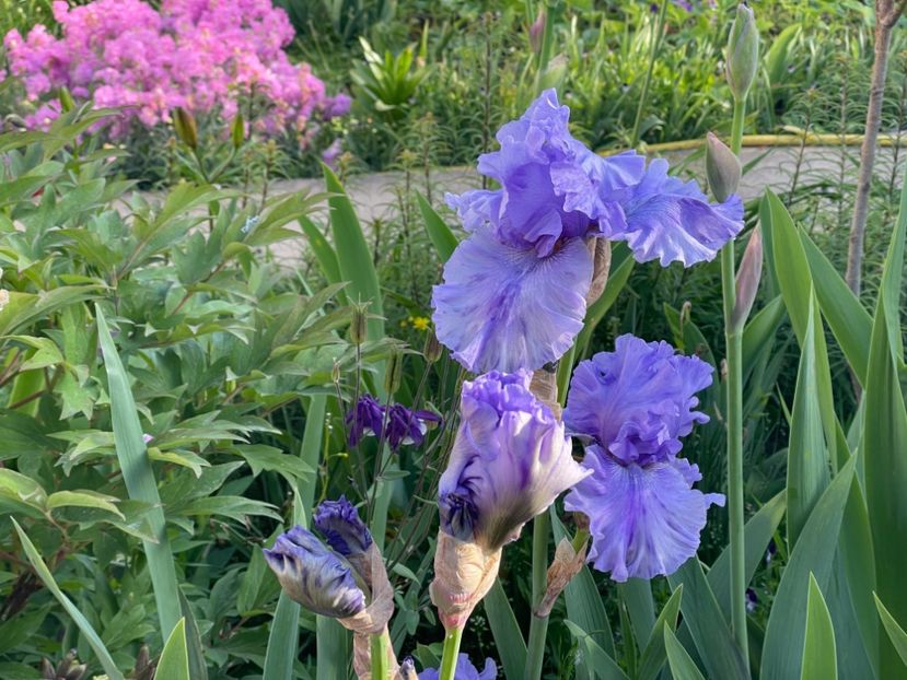  - 002 Grădina 2024 1