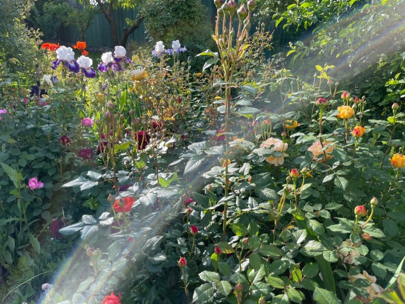  - 002 Grădina 2024 1