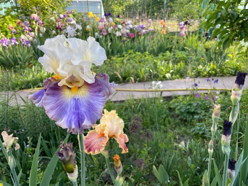  - 002 Grădina 2024 1