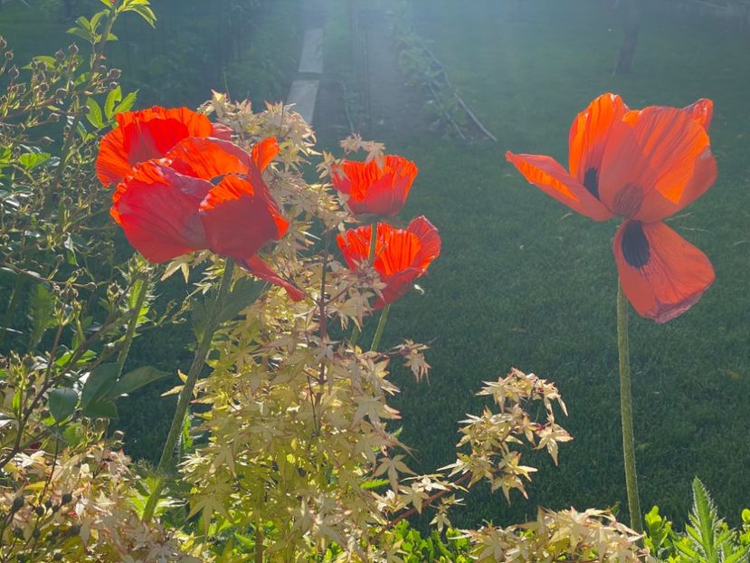  - 002 Grădina 2024 1