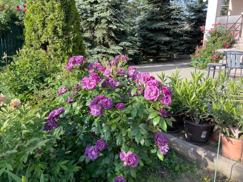  - 002 Grădina 2024 1