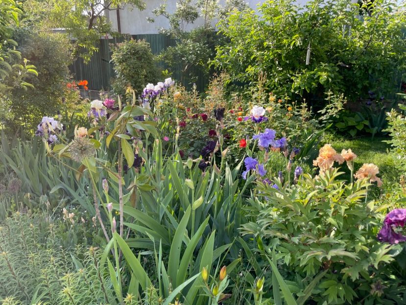  - 002 Grădina 2024 1