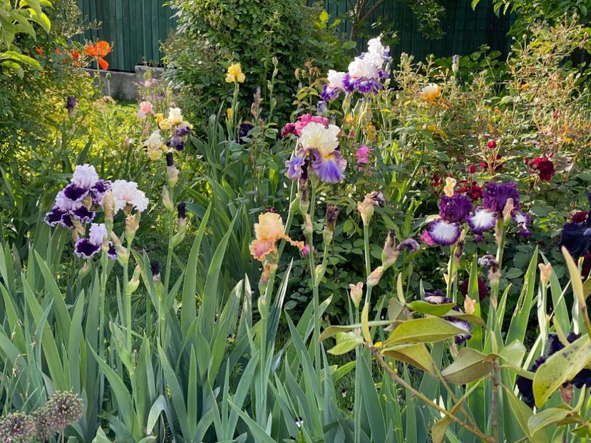  - 002 Grădina 2024 1