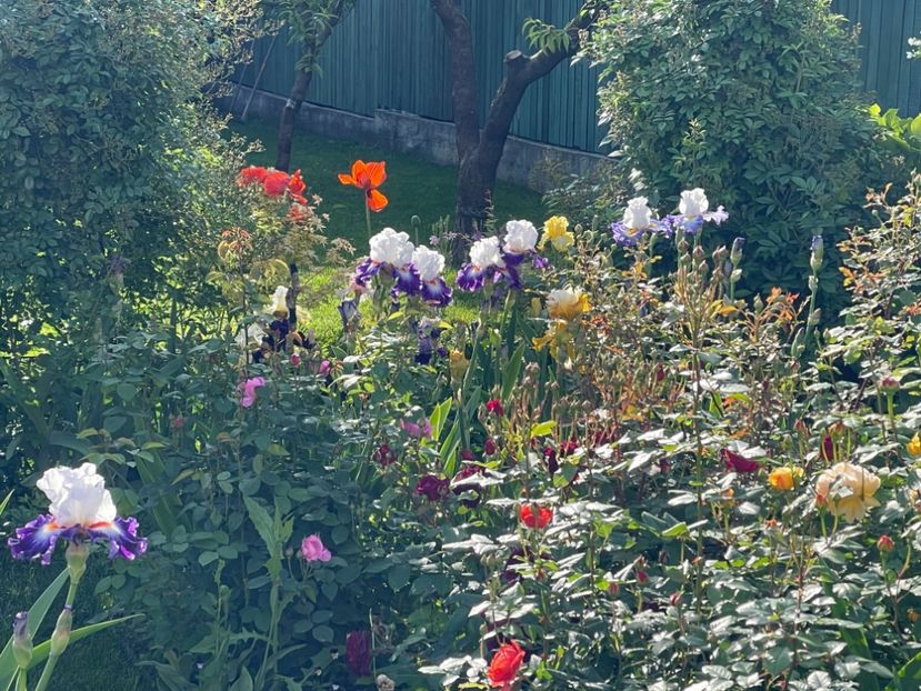  - 002 Grădina 2024 1