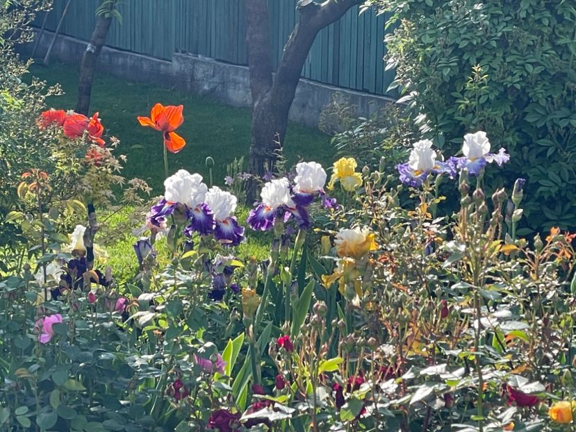  - 002 Grădina 2024 1