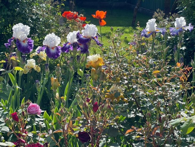  - 002 Grădina 2024 1