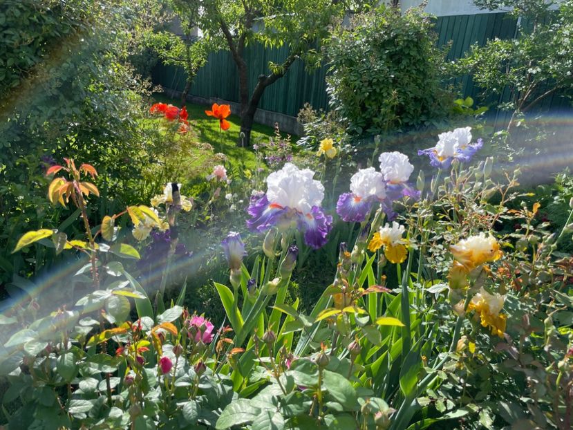  - 002 Grădina 2024 1