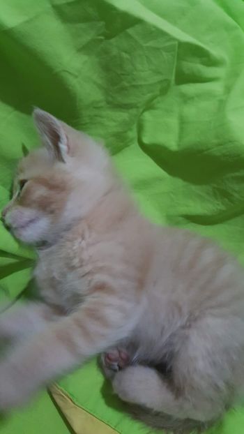 IMG-20240513-WA0007 - 1Aris