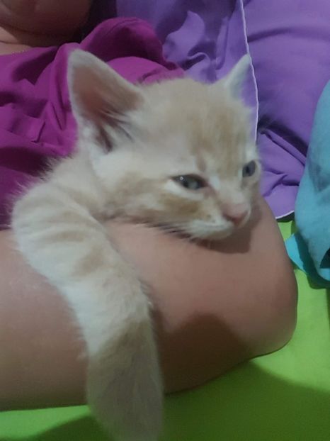 IMG-20240513-WA0031 - 1Aris