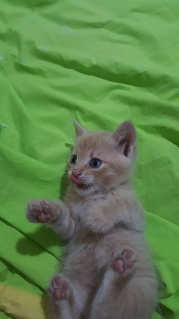 IMG-20240513-WA0033 - 1Aris