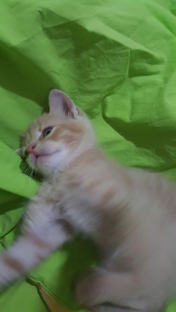 IMG-20240513-WA0035 - 1Aris