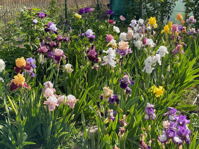  - 002 Grădina 2024 1