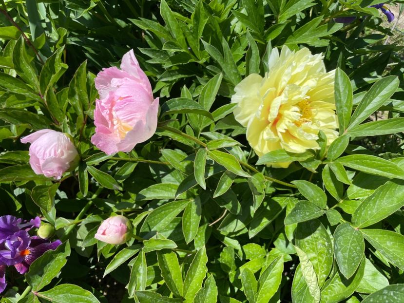  - 002 Grădina 2024 1