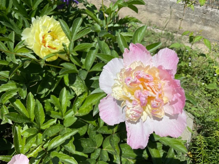  - 002 Grădina 2024 1