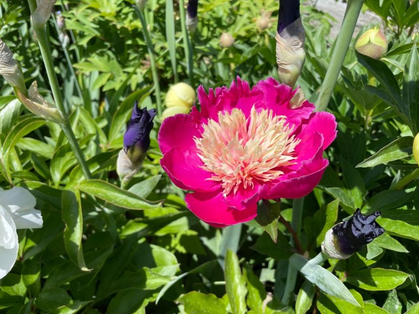  - 002 Grădina 2024 1