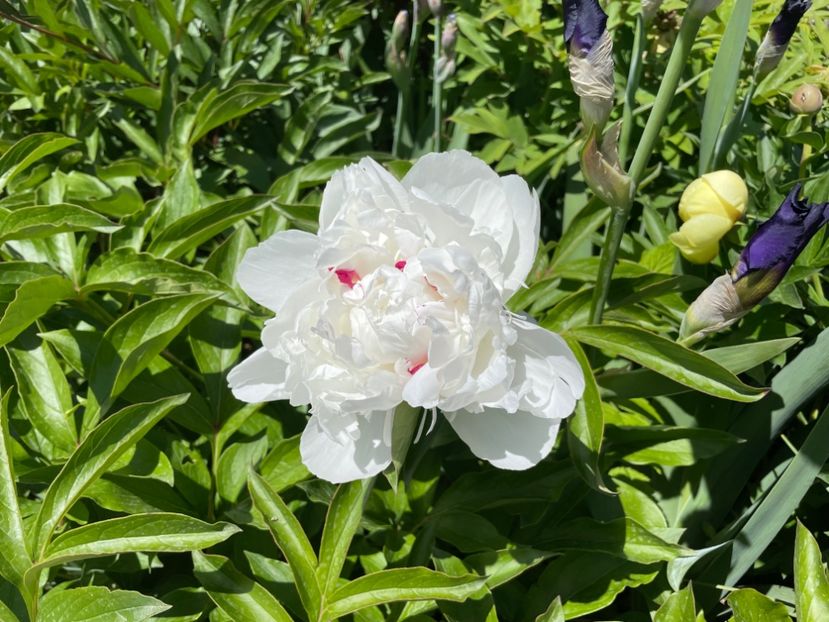  - 002 Grădina 2024 1