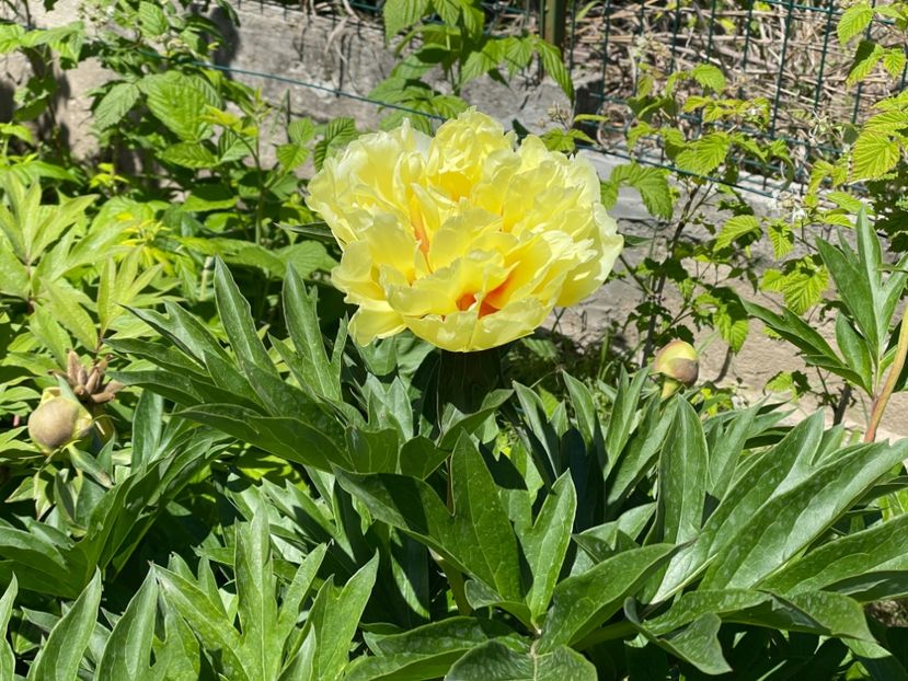  - 002 Grădina 2024 1