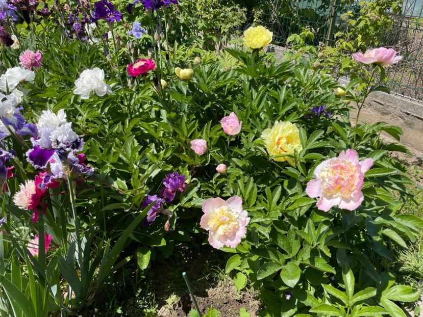  - 002 Grădina 2024 1