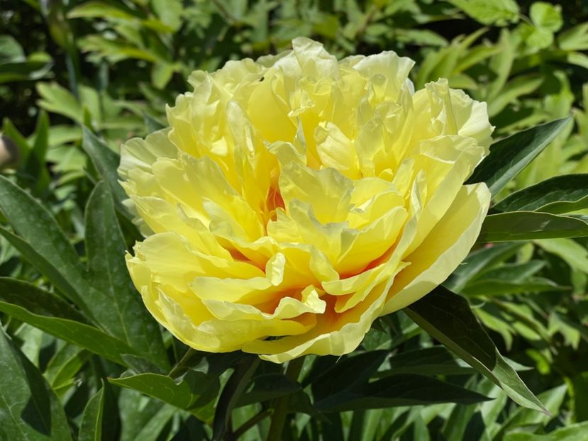  - 002 Grădina 2024 1